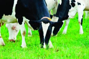 The changing face of Australian dairy